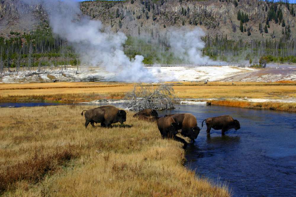 Bison-crossing-river-in-Yellowstone.-Image-courtesy-of-Wyoming-Office-of-Tourism.jpg