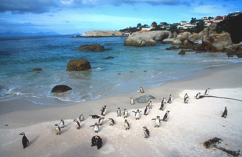 cape town penguin colony.jpg