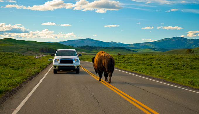 Yellowstone-road-bison_DP_680x392.jpg