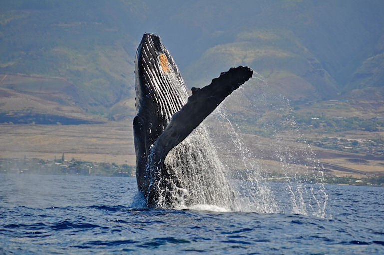 breaching-humpback-maui.jpg